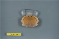 藏品(卷折饅頭蟹)的圖片